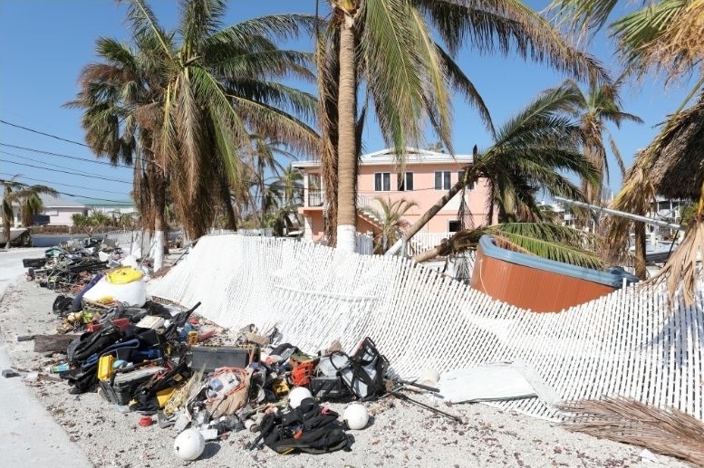 a group of palm trees